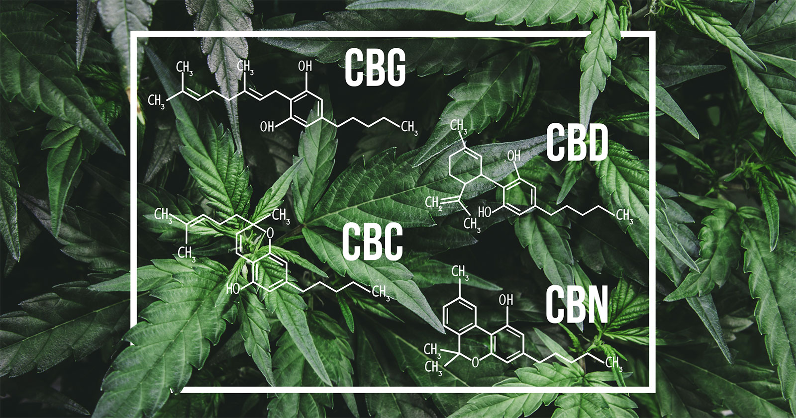 cannaglobe-cbd-cbg-cbn-cbc-molecular-structures-hemp-cannabis