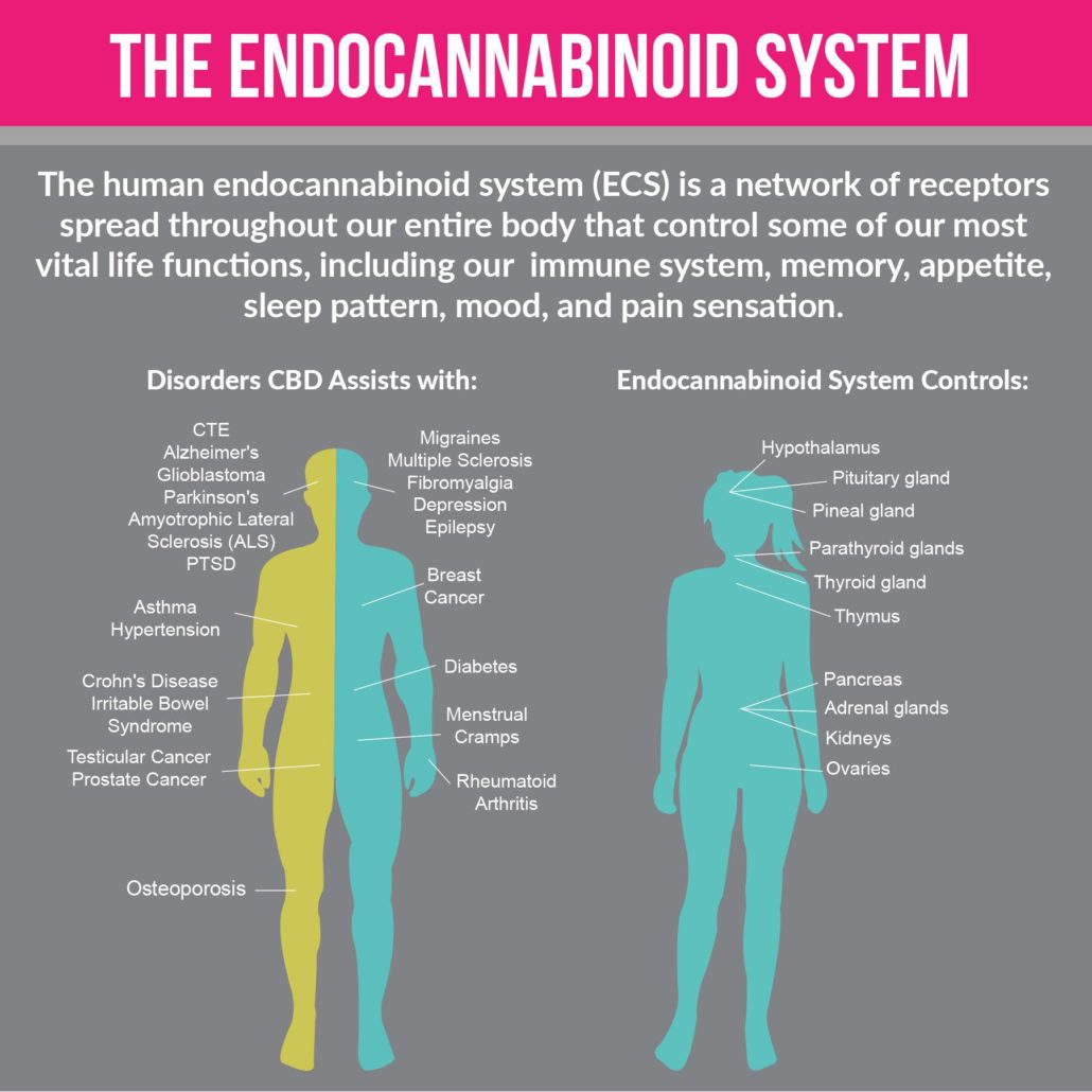 CannaGlobe human endocannabinoid system