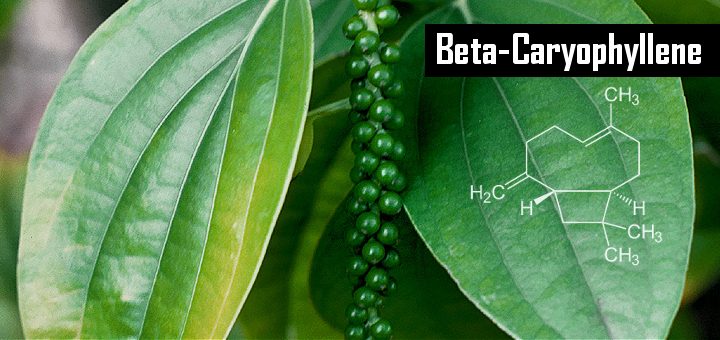 CannaGlobe Key Cannabis Terpenes Beta-Caryophyllene