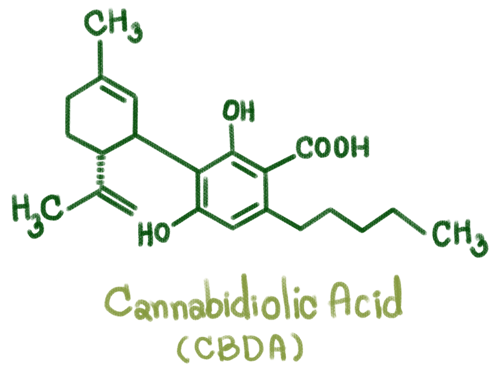 What Is Cannabidiolic Acid?